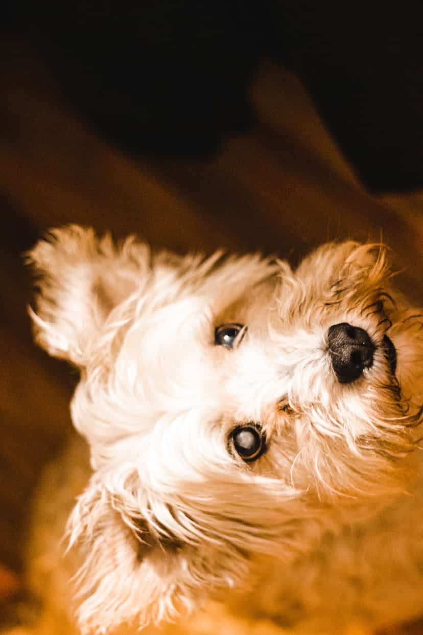 Rocko, el Schnauzer blanco que inspira Otterock